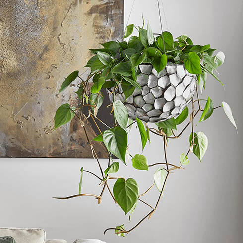 Grön klätterväxt i vit ampelkruka