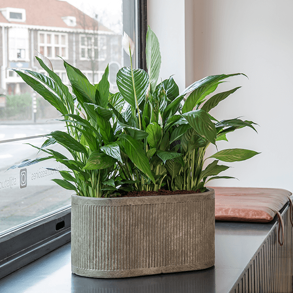 En grön växt i betongliknande kruka