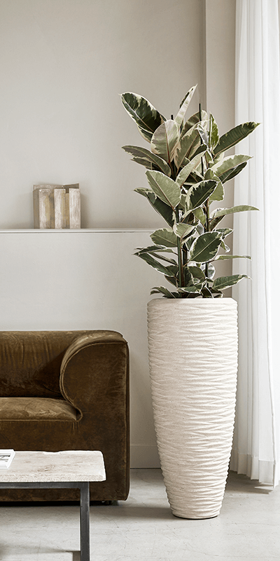 Golvväxt i hög kruka