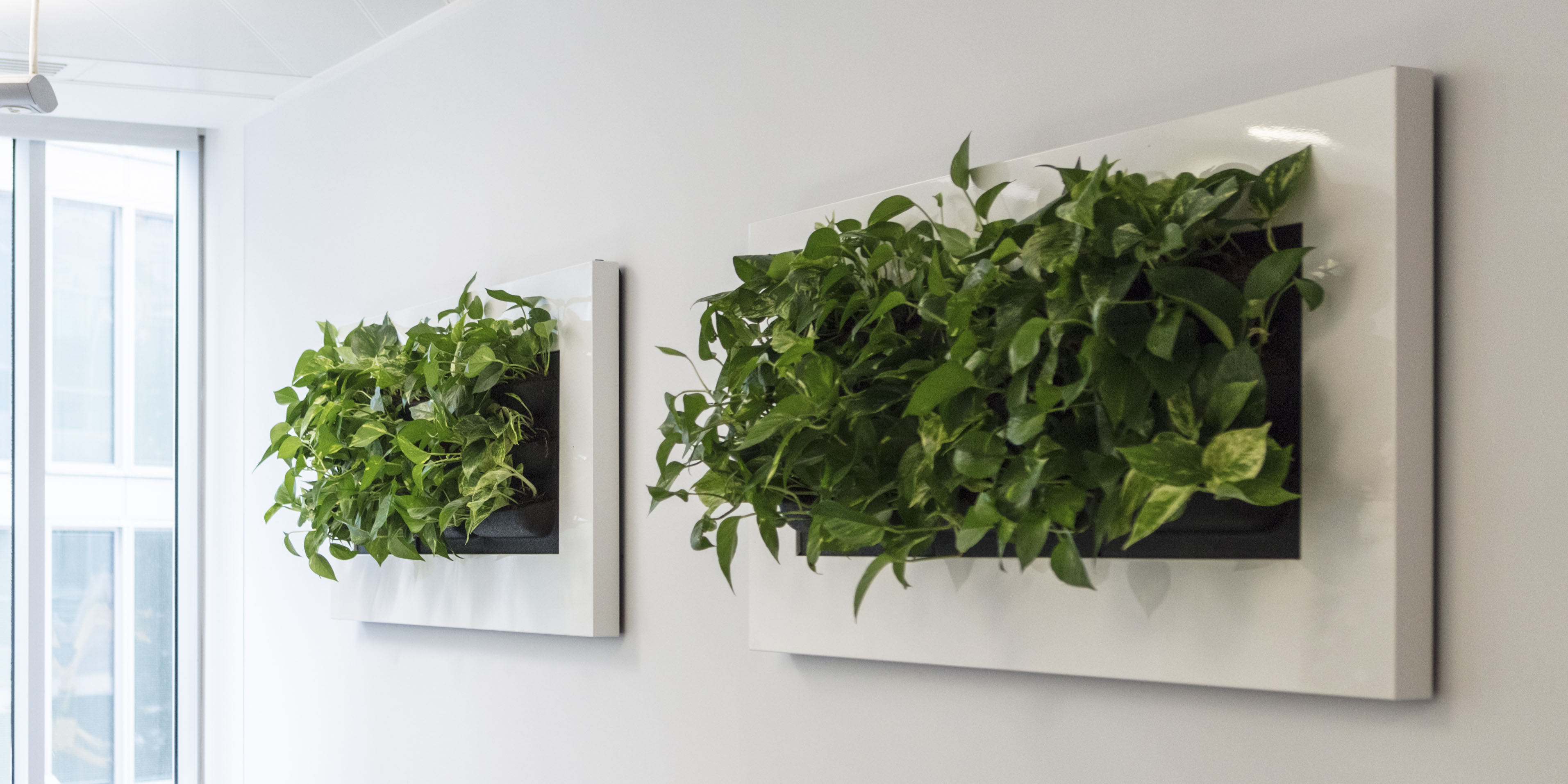 Växttavla i vit ram