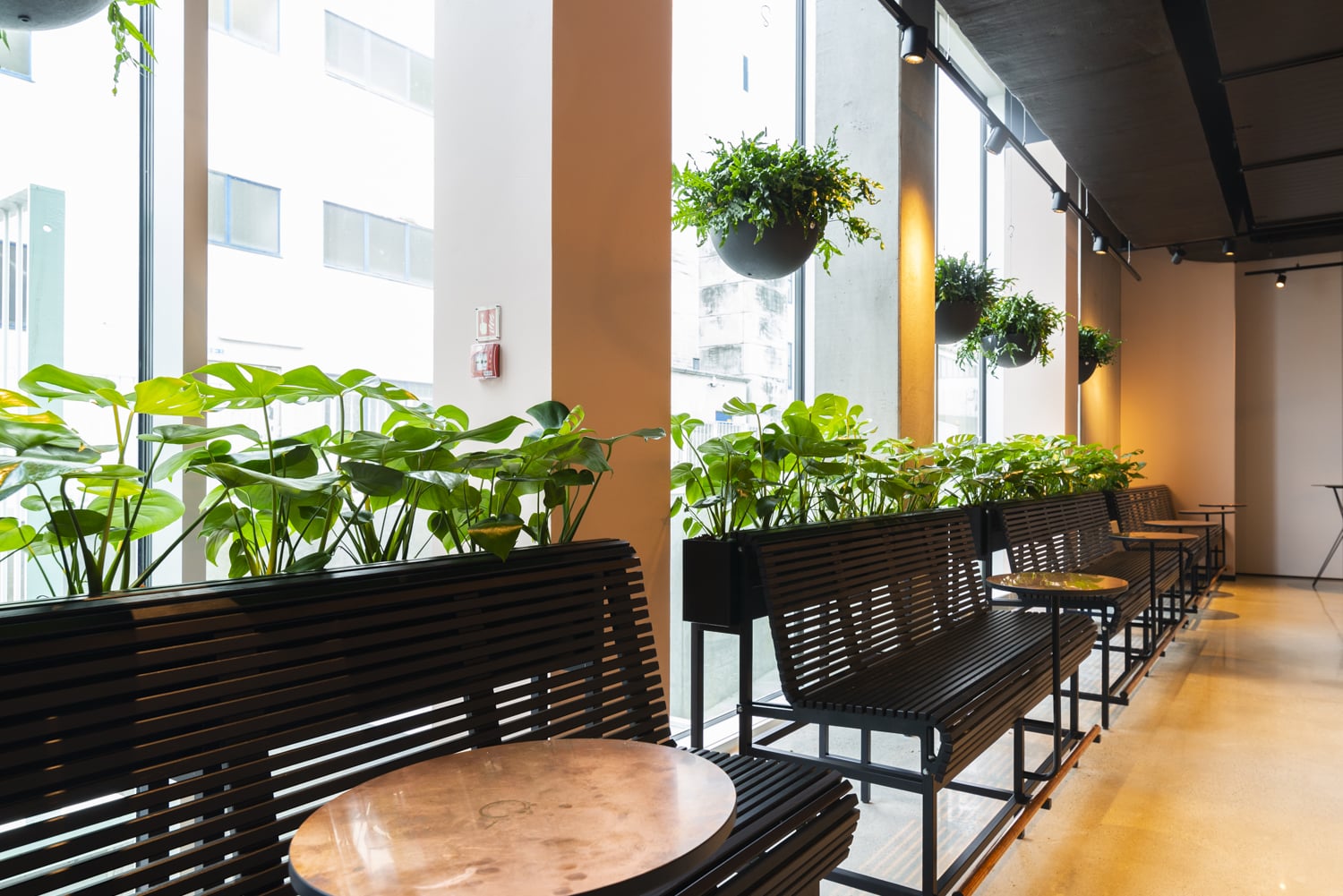 Ampel med kedja hängande i kontorsmiljö med växer, moderna svarta krukor på bänk