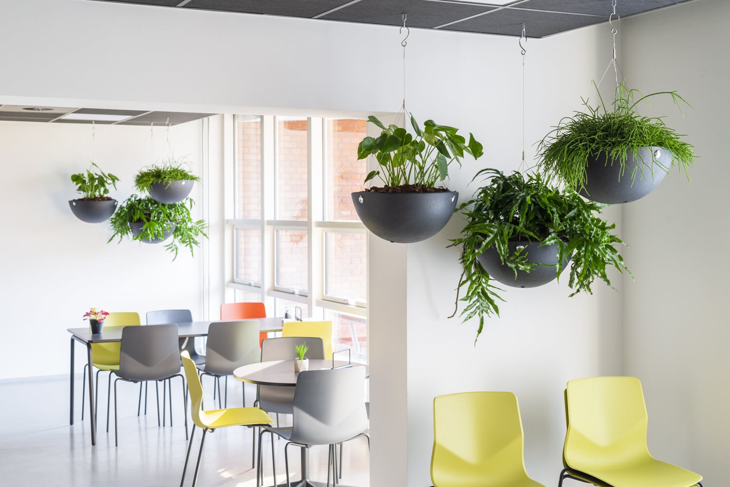 Allegria Ampel med kedja - flera upphängda svarta krukor med gröna växter i modernt kontorsrum