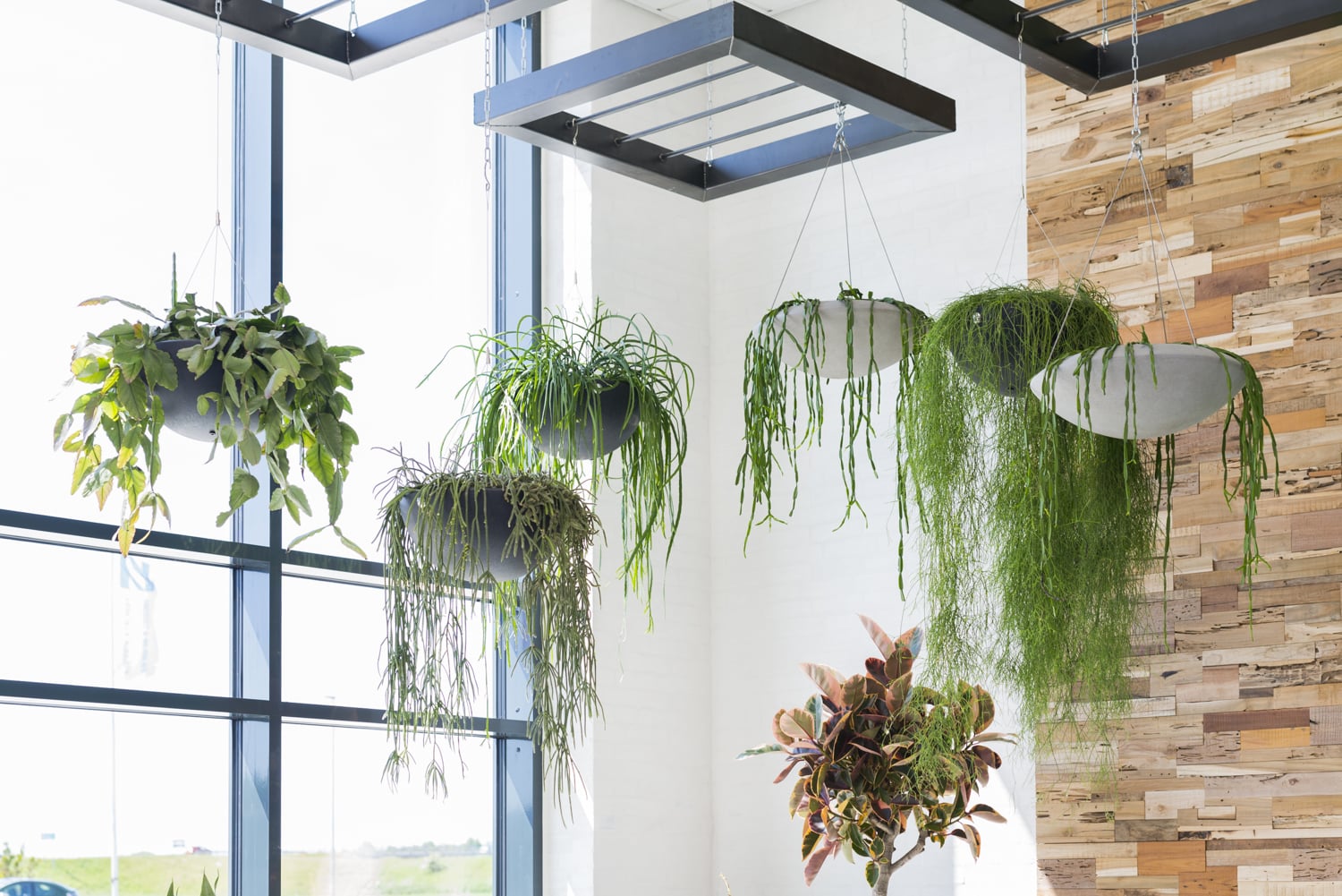 Allegria Ampel med kedja i modern inredning, flera hängande växtampar i ljust rum med fönster och tegelvägg
