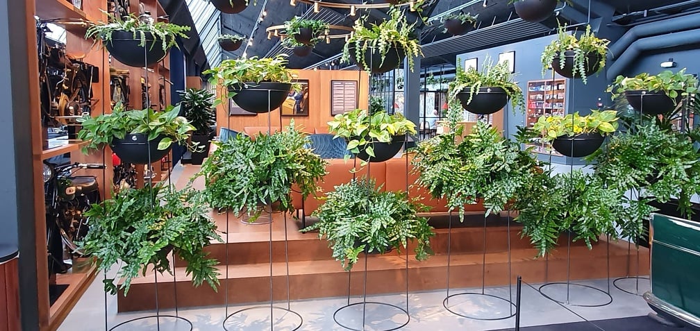 Allegria ställning 200 med tre svarta skålar innehållande gröna växter, upprättad i butiksmiljö med röda väggar