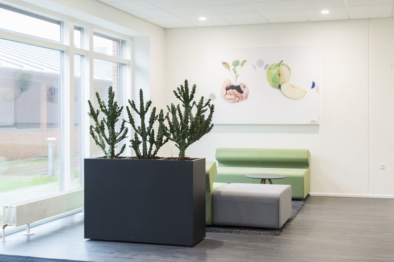 Dominica kruka m hjul i svart rektangulär form på golv i inredning med kaktusar