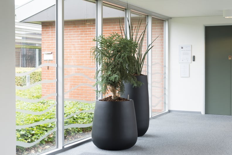Två svarta Donga High Mat-krukor med henging växt i modern kontorsmiljö vid fönster