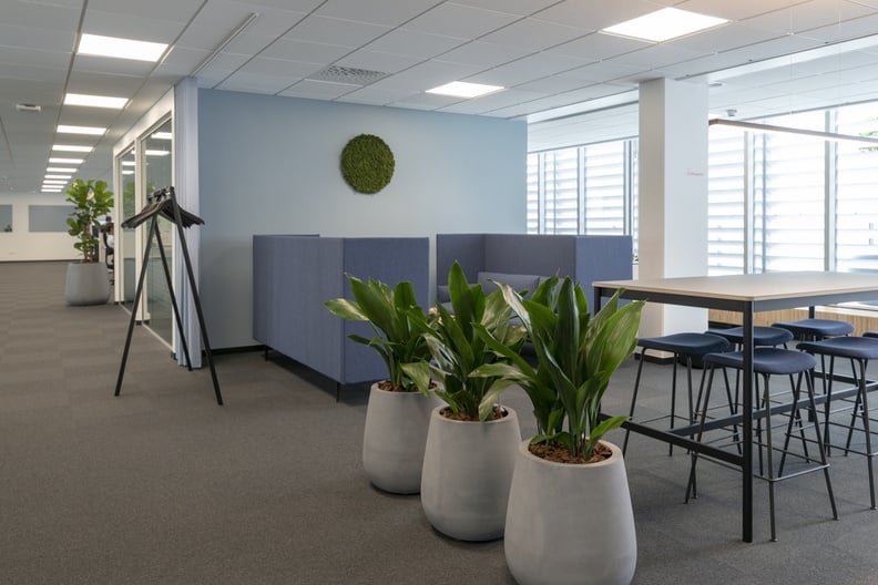 Grå cemenkrukor med växter i modernt kontor med ljusa väggar, golv och möbler