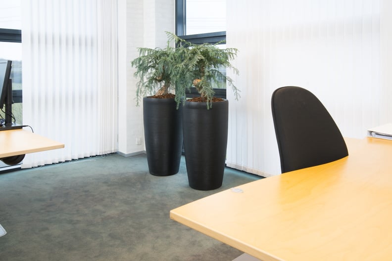 Två svarta höga krukor med växt uppställda på kontor vid skrivbord