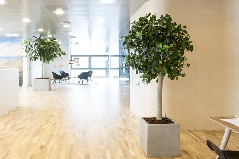 Växt i kvadratisk grå kruka i ljust kontor/kontormiljö med trägolv, fönster och möbler