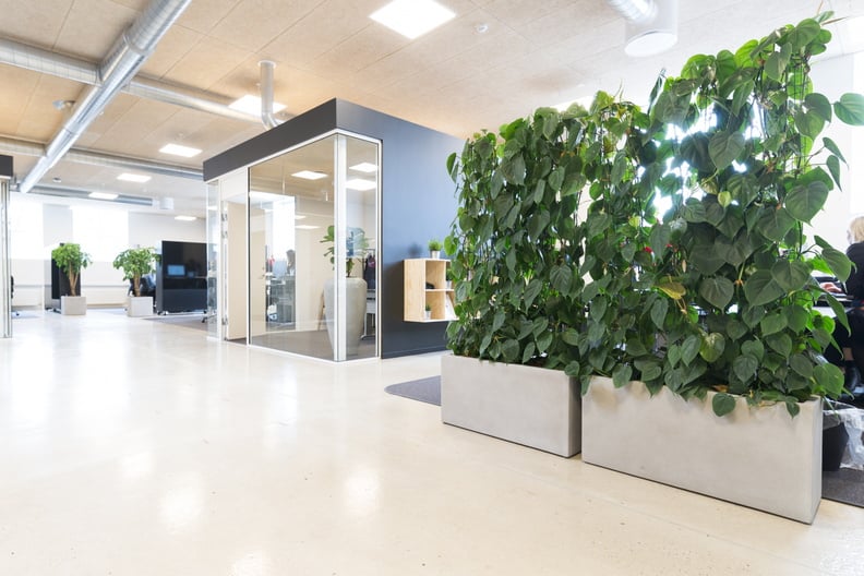 Rektangulär plantör med rankvåxter i ljus kontorsmiljö med synligt golv och inredning