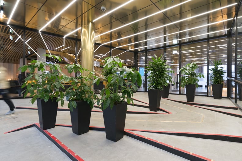 Flera svarta planterkrukor med växter uppställda på golv i ljus inomhusmiljö