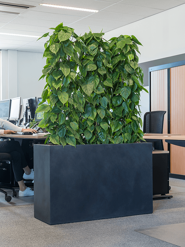 Stor rektangulär svart planteringskruka med grönväxt i modernt kontorsrum