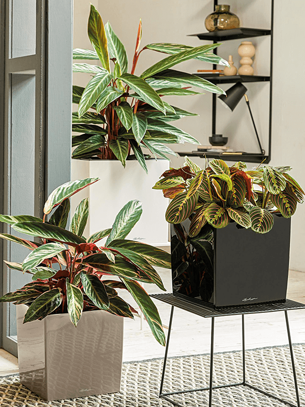 Två Lechuza Cube-krukor med växter, placerade på golv och bord i heminteriör