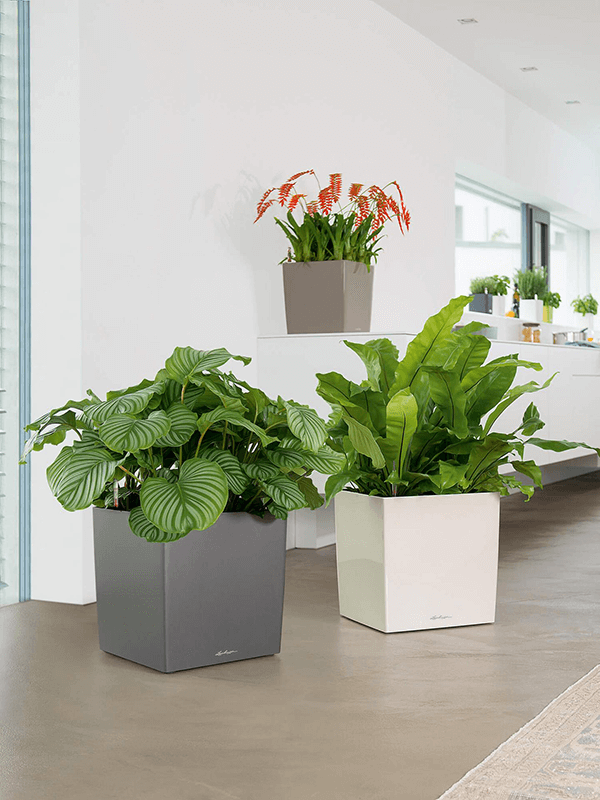 Tre Lechuza Cube-krukor i miljö med växter - grå och vit färg på golv i ljust rum
