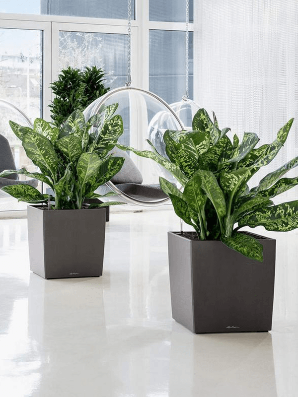 Två Lechuza Cube krukor med vita blomkrukor mot vita ytor och fönster i bakgrunden