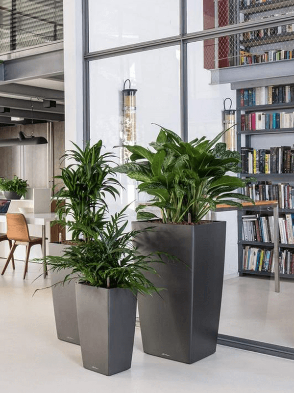 Lechuza Cubico krukor i miljö - två gråa kvadratiska krukor med grönväxter på kontor