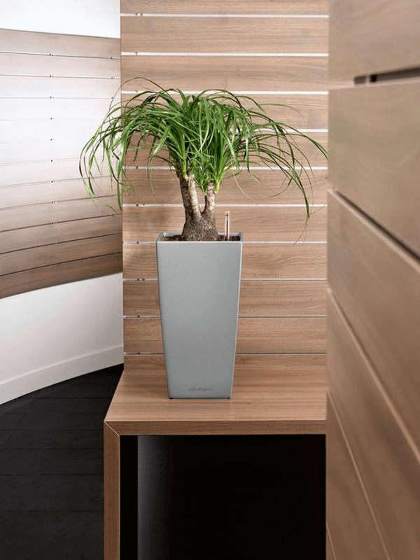 Lechuza Cubico grå kruka med löshängande växt på träbord i inredning