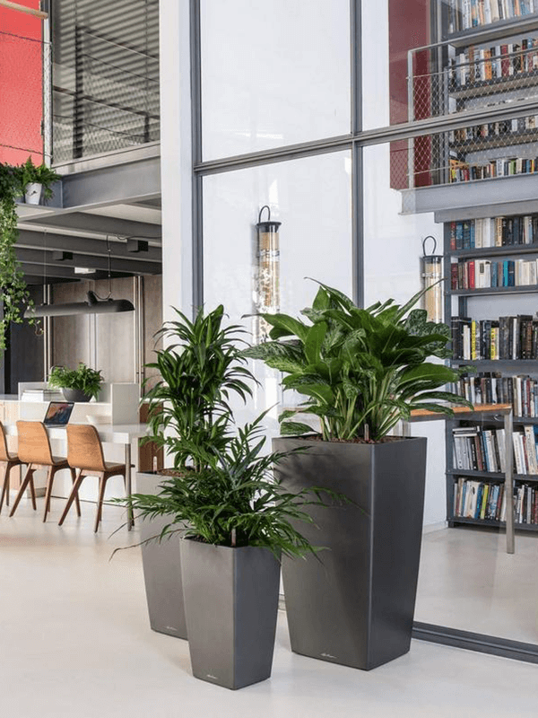 Lechuza Cubico kvadratiska krukor i grå färg med Dracaena-växter i modernt kontorsmiljö