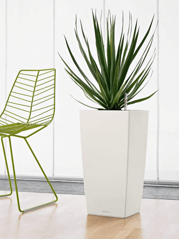 Vit kvadratisk Lechuza Cubico kruka med spikväxt på trägolv i heminredning