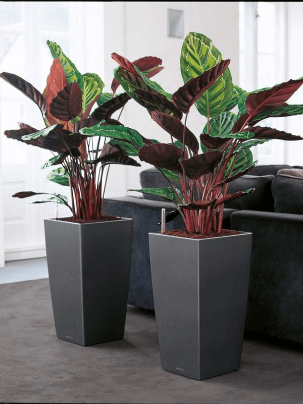 Två gråa kvadratiska Lechuza Cubico-krukor med rödbladiga kalateor i ett inredningssammanhang