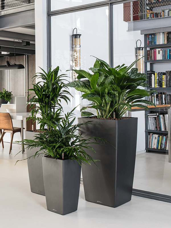 Lechuza Cubico grå planterkrukor i modernt kontorsinteriör med växer