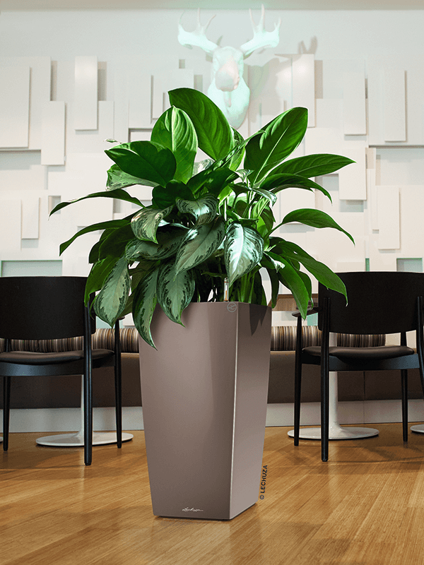 Lechuza Cubico kruka i grå färg med grön växt i inredningmiljö med möbler och trägolv