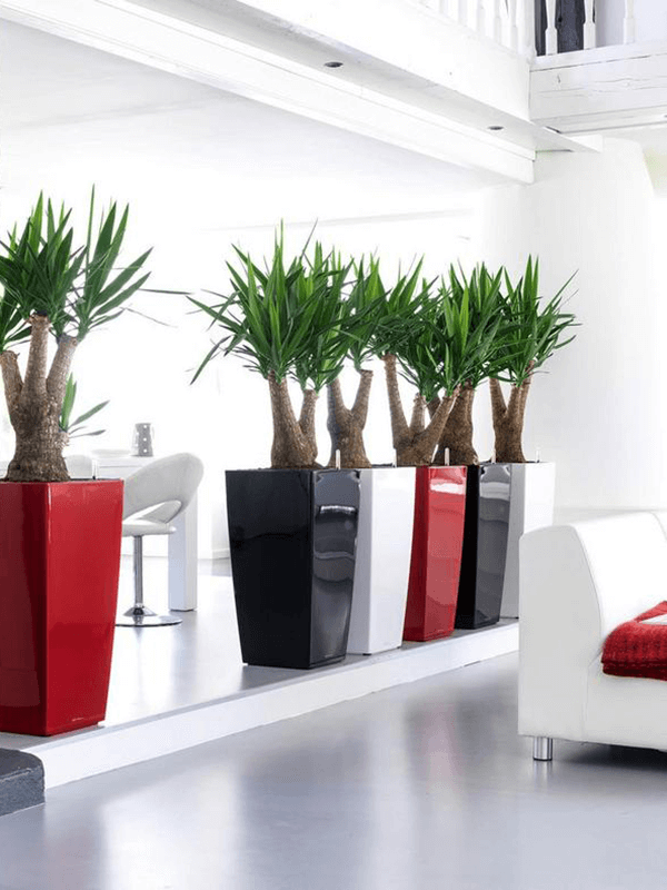 Flera Lechuza Cubico krukor i olika färger (röd, svart, vit, grå) uppställda på vit bänk i minimalistisk inredning, planterade med Yucca-växter