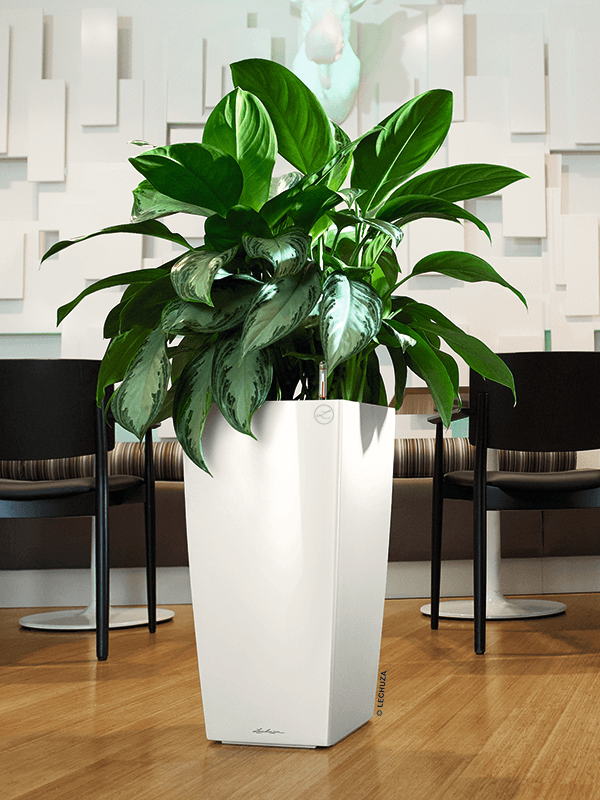 Vit kvadratisk Lechuza Cubico kruka med grön växt i modern inredningsmiljö