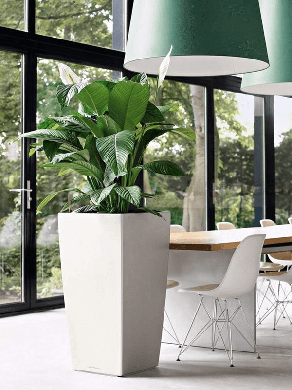 Lechuza Cubico vit kruka med grön växt, placerad i ett modernt ljust rum med fönster, möbler och grön lampa