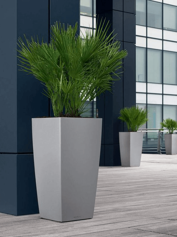 Lechuza Cubico kruka i miljö med palmväxt på moderna utomhusbänk