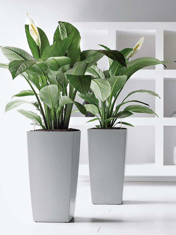 Två gråa Lechuza Cubico-krukor med högväxta gröna växter i vit inomhusmiljö