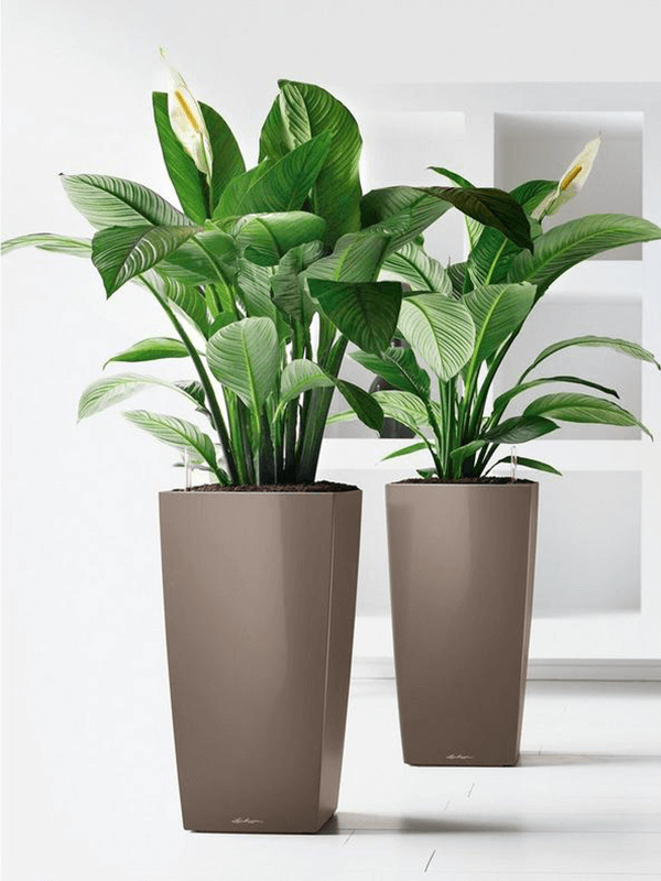 Två bruna höga växtkrukor (Lechuza Cubico) med gröna växter i miljö mot vit väggbakgrund