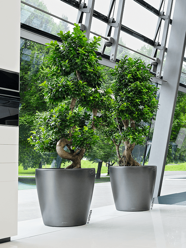 Två gråa Lechuza Classico-krukor med grönväxter i modern miljö med glastak