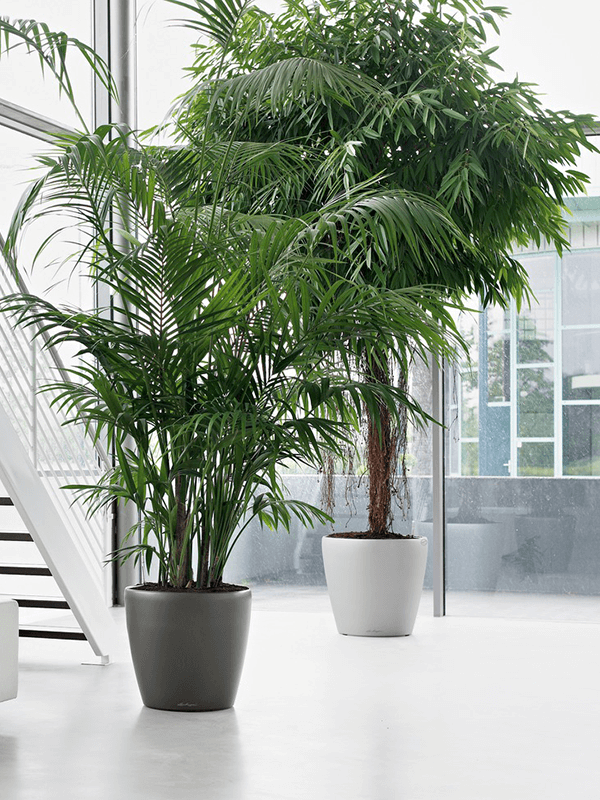 Två Lechuza Classico-krukor i miljö med palmväxter, positionerade på ljust golv framför fönster och räcke