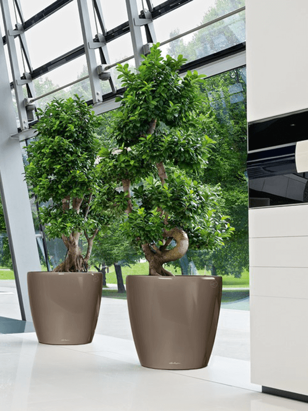 Två Lechuza Classico krukor i brun färg med gröna träd, ställda på vit golvyta i modern miljö.