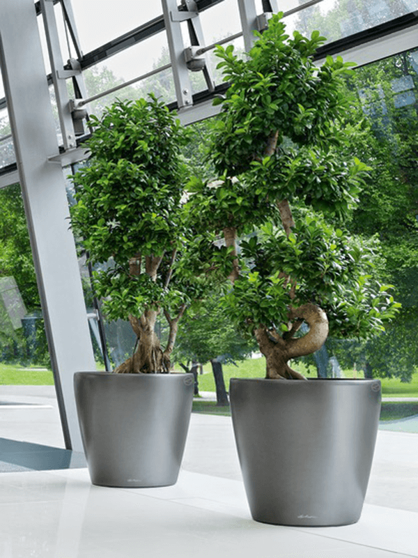 Två Lechuza Classico krukor med små träd i ljus modern miljö vid fönster
