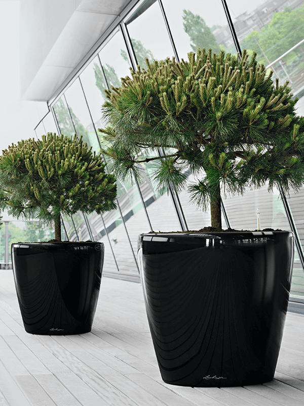 Två svarta Lechuza Classico-krukor med topiari-växter i modern glaskorridor