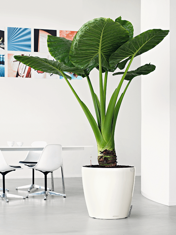 Stor växt i vit Lechuza Classico-kruka på kontorsbord med möbler och vägg i bakgrunden