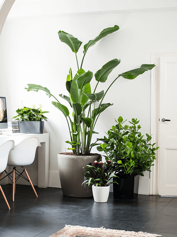 Tre Lechuza Classico krukor med växter i ett inrött rum med vita väggar och möbler