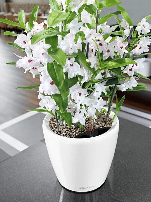 Lechuza Classico LS vit kruka med blomstrande växt på grå bänkskiva nära fönster