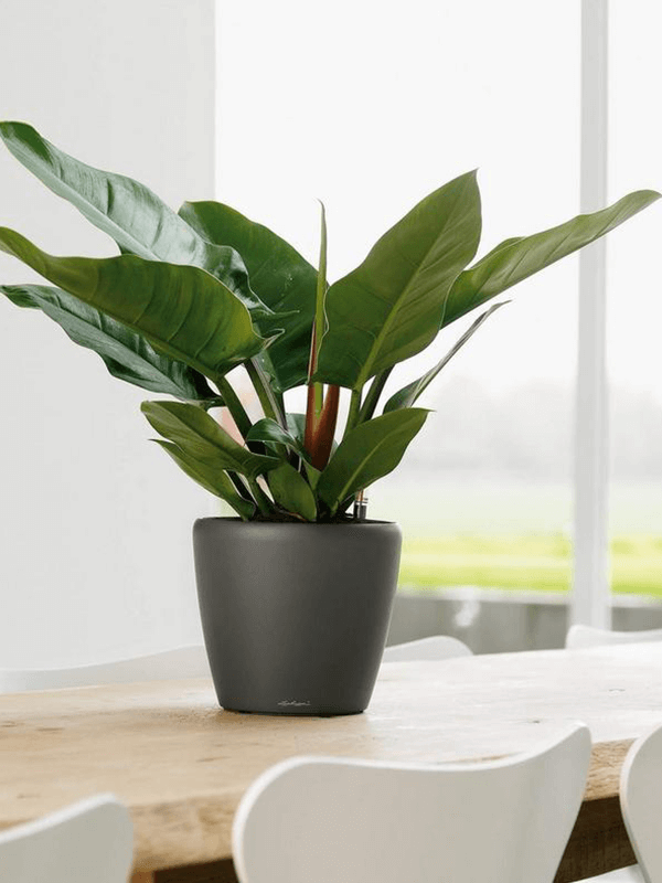 Grå Lechuza Classico LS kruka med grön växt på träverk, fönster och inredning synligt