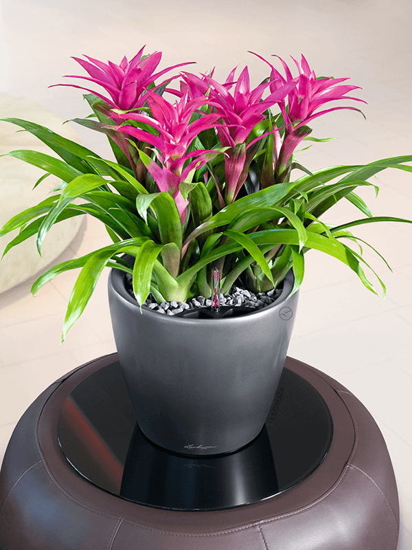 Lechuza Classico LS grå kruka med rosa blomstrande bromeliväxt på svart underlägg