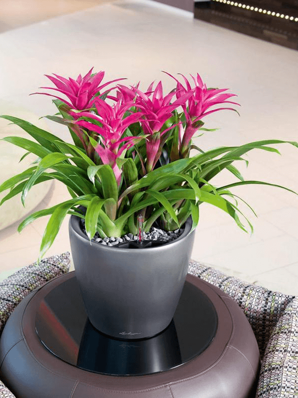Lechuza Classico LS grå kruka med rosa/magenta Guzmania på bord med underlägg och textilmatta