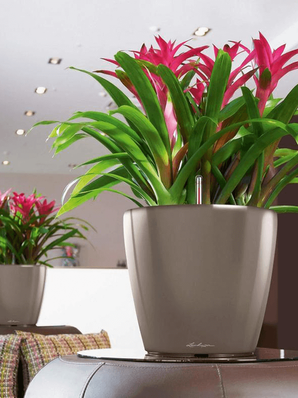 Lechuza Classico LS krukor med Guzmania-växter på bänk i inomhusmiljö