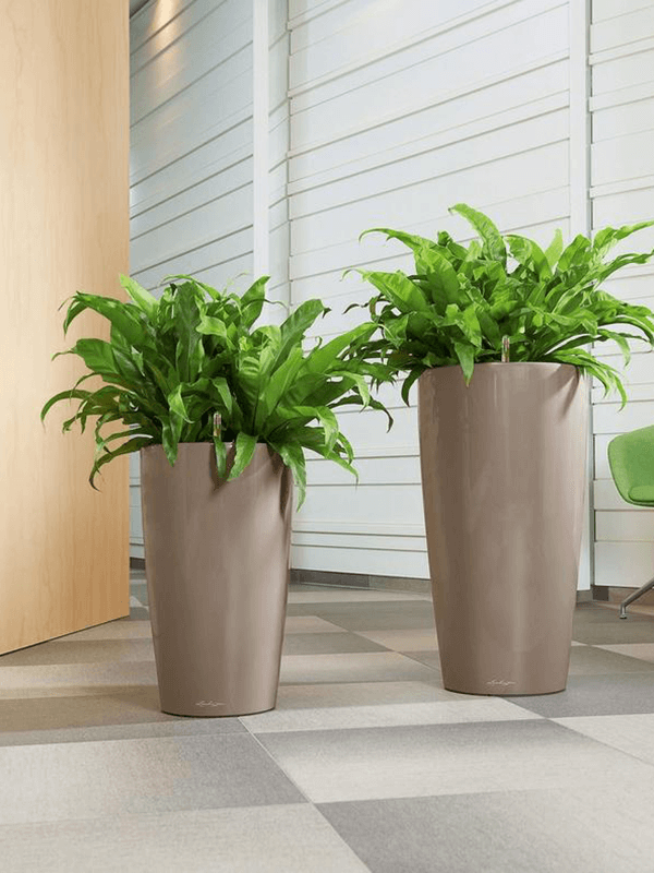 Två grå Lechuza Rondo-krukor med gröna växter på ljust golv framför fönster