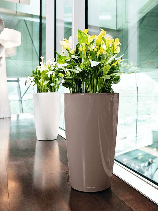 Två Lechuza Rondo-krukor på kontorsbord vid fönster, en vit och en grå, med gula och gröna växter