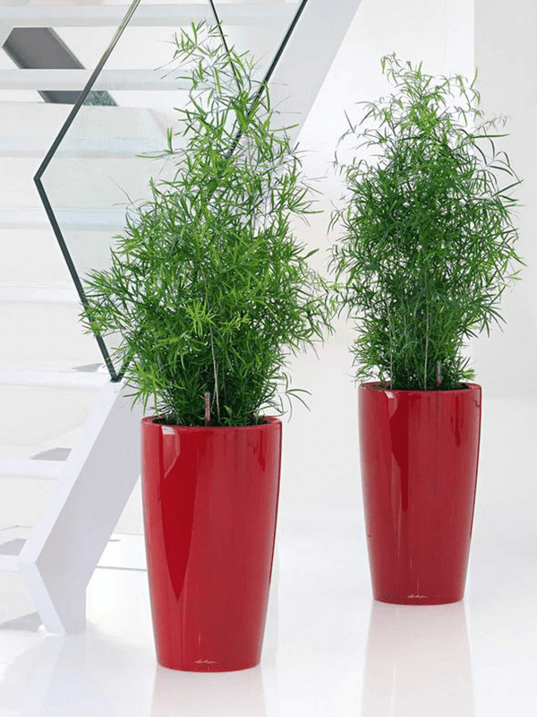 Två röda Lechuza Rondo-krukor med spräcklig gräs/säv på ljus bänk i inomhusmiljö