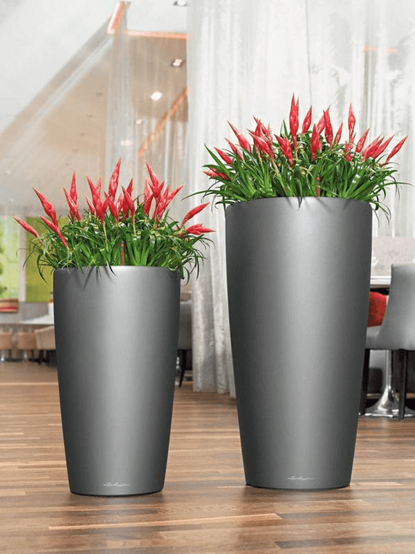 Två cylindriska Lechuza Rondo gråa krukor på träbänk med röda Tillandsia jonsea-växter