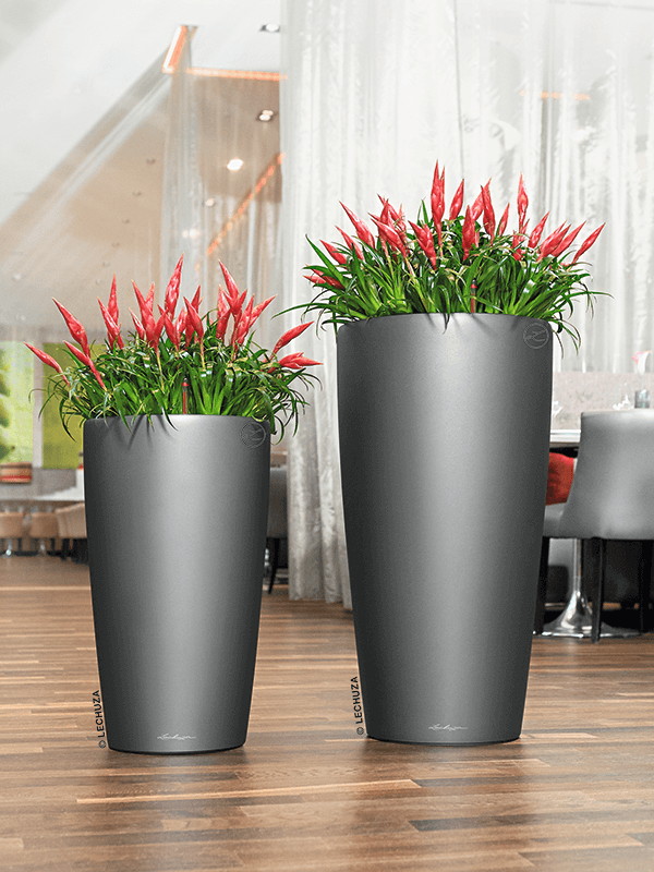 Två gråa Lechuza Rondo krukor med röda spetsade blomflor på träbänk i inomhusmiljö