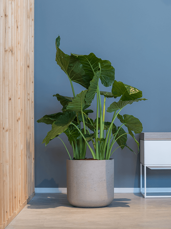 Grå cylindrisk kruka med stor grönväxt i miljö med trävägg, blå vägg och ljust golv